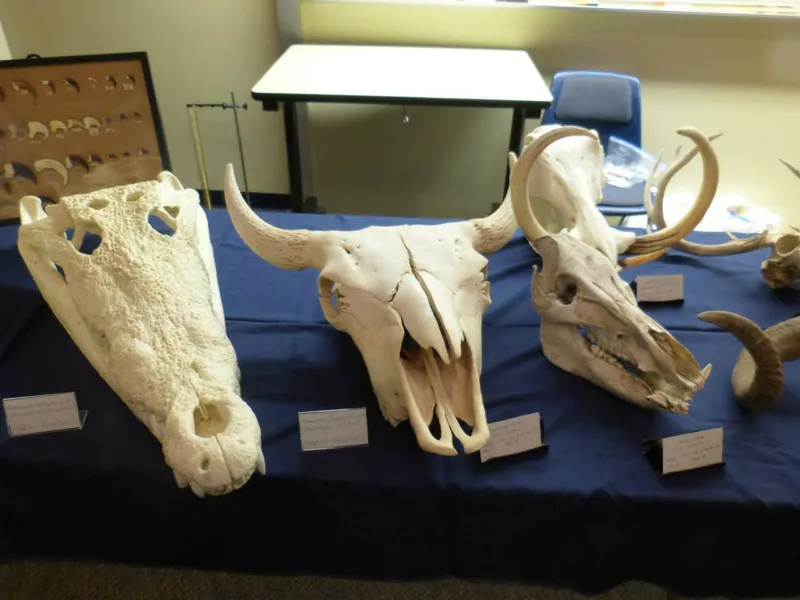 Animal Skulls - UNC Asheville